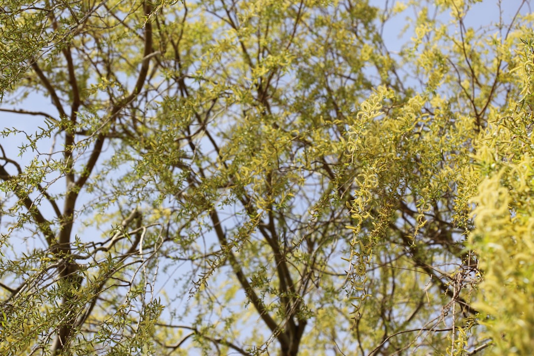 약국 진열대 알레르기약